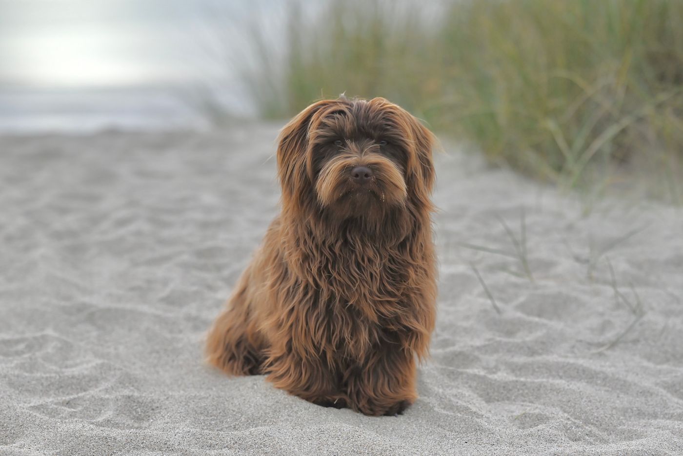 A Havanese dog's long silky coat, outdoors in natural light