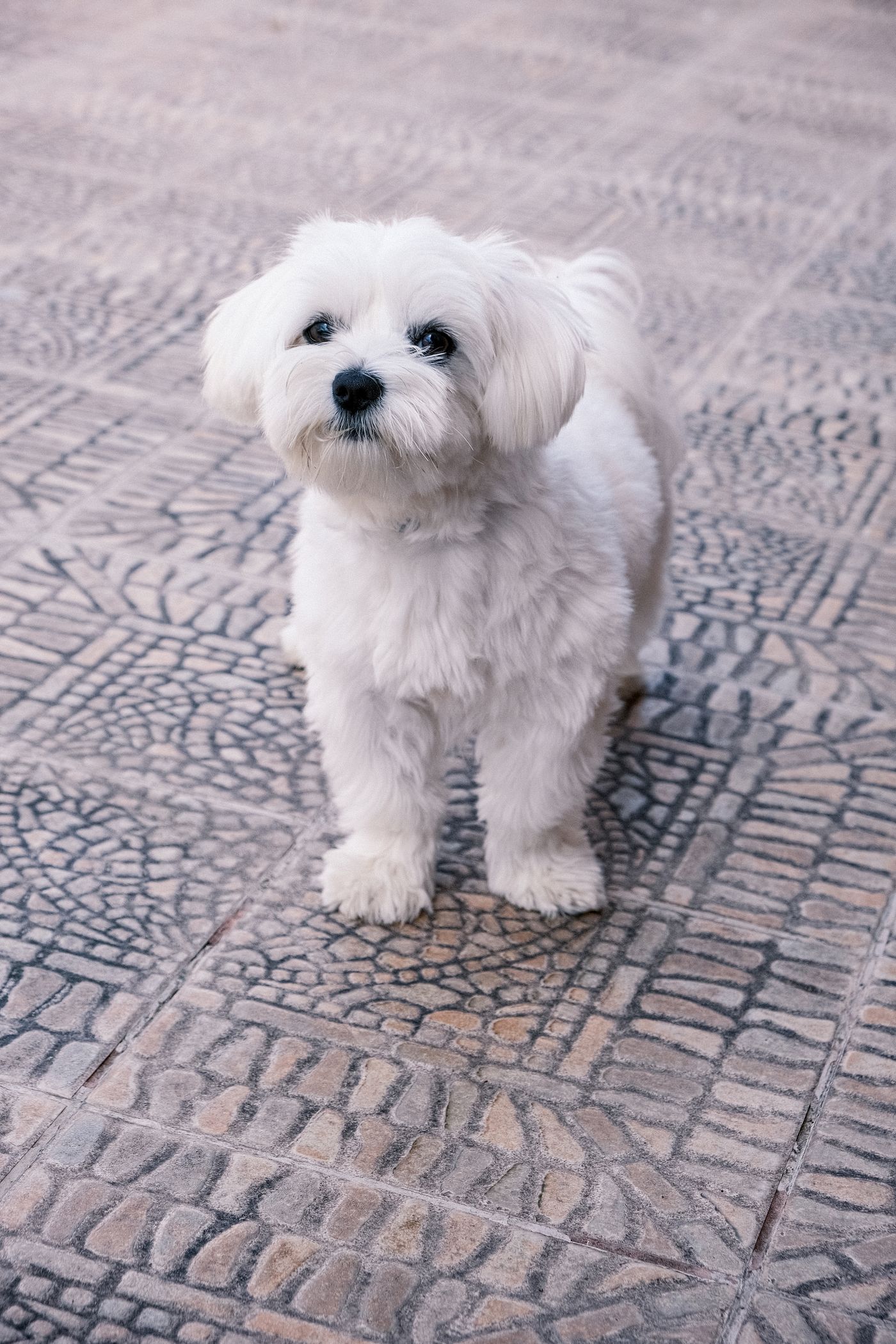 A small white Maltese dog with a long silky coat standing on a stone patio, looking directly at the camera