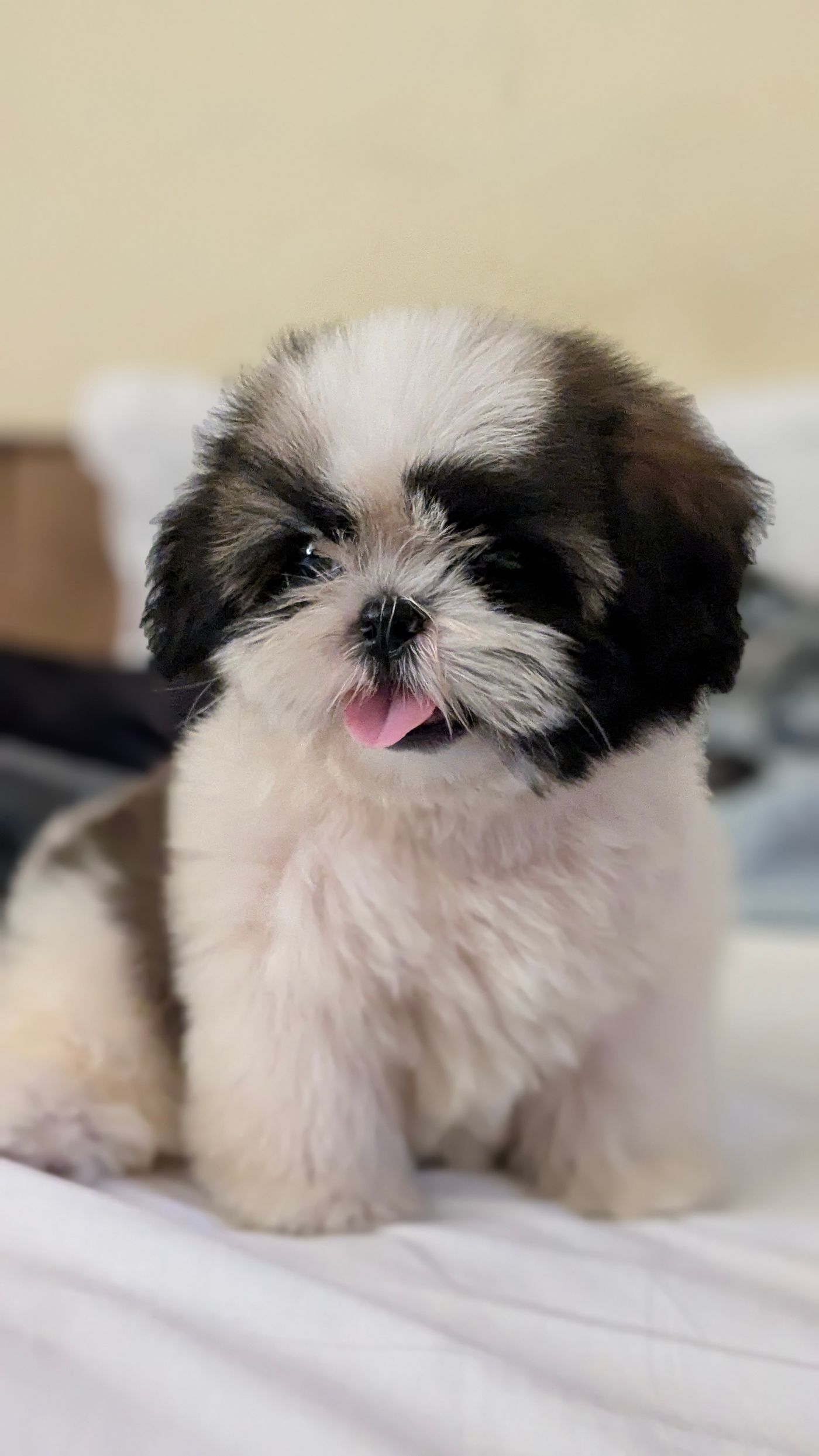 Shih Tzu puppy's fluffy double coat