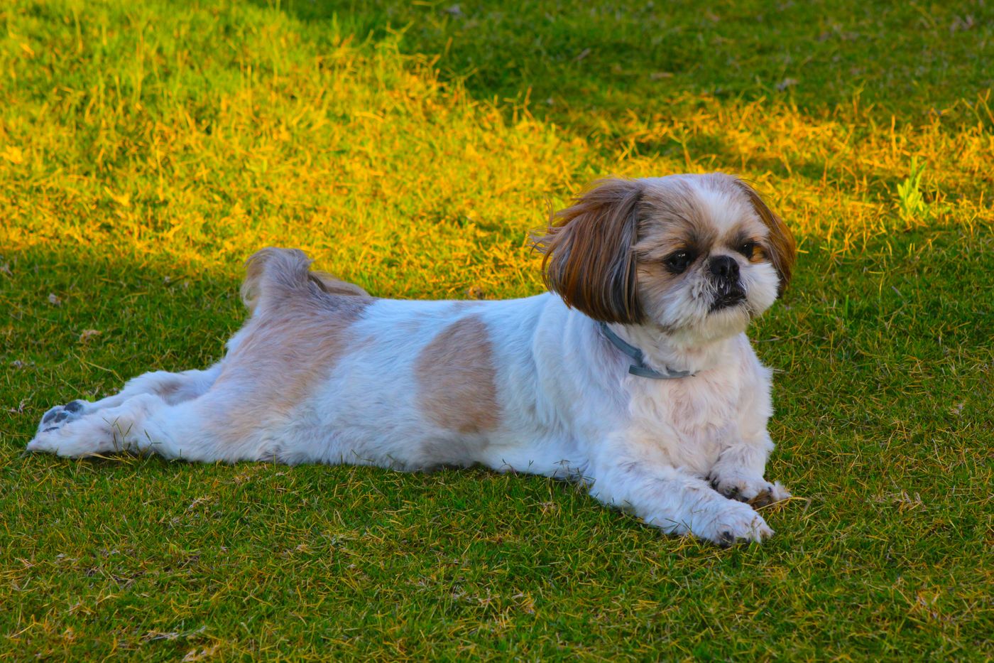 A Shih Tzu relaxing outdoors on a sunny lawn