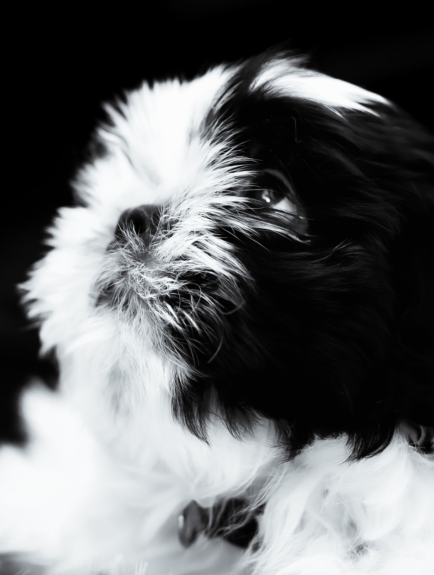 Close black and white portrait of a Shih Tzu's soft, thick coat