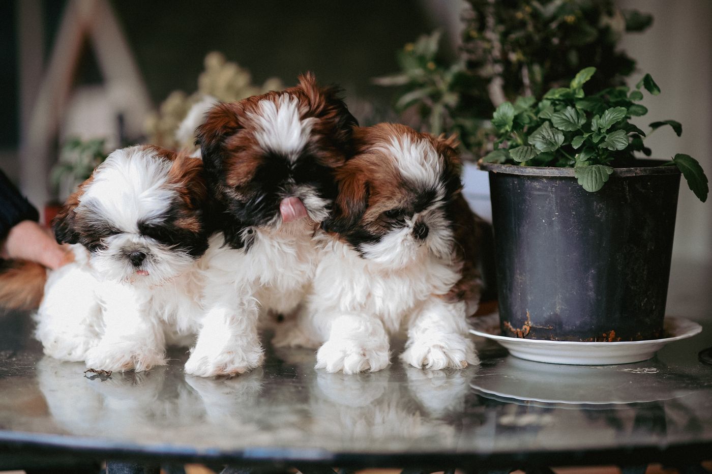Three healthy, alert Shih Tzu puppies together