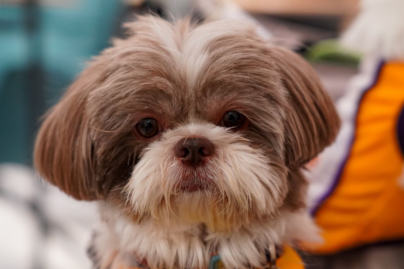 Shih Tzu with a flat brachycephalic face, showing its expressive eyes